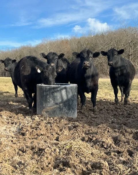 Cattle drinking from a concrete watering tank fed by a B&H agricultural well